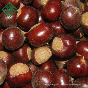 chinese wholesale sweet chestnut fresh chestnuts on sale